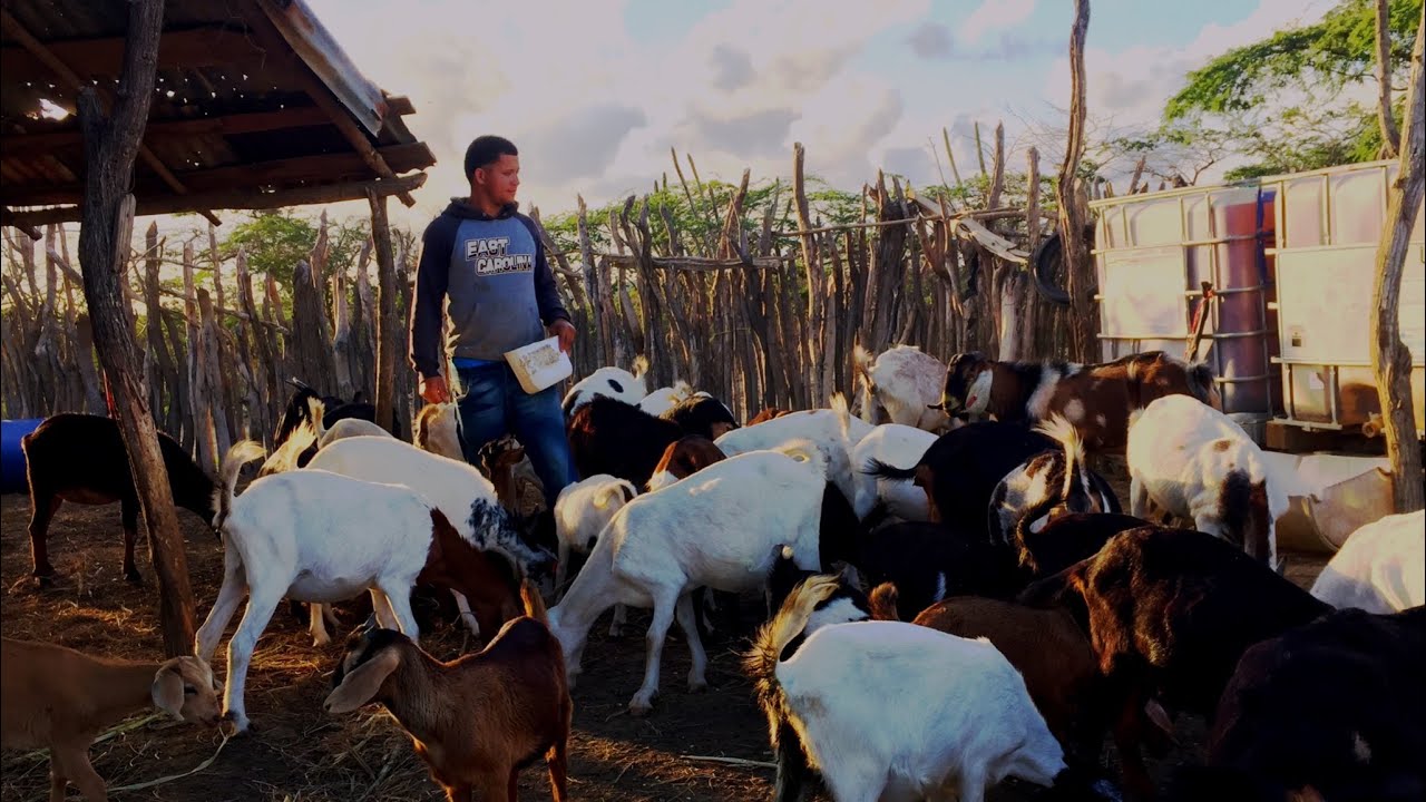 Cómo emprender en la crianza de chivos a travez de la experiencia de Yelfri Peguero.