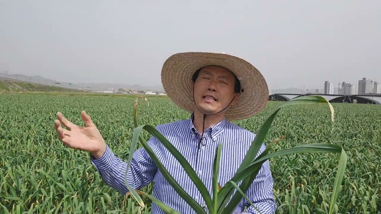 경주 마늘 돈버는농사 고자리파리 무름병 흑색석음병