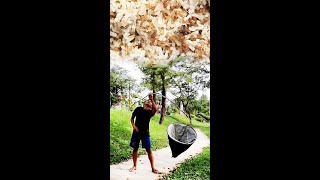 Cara Cari Kroto / Telur Semut. Rp 400 ribu/Kg ! Lebih Mahal dari Daging Sapi !  - #shorts