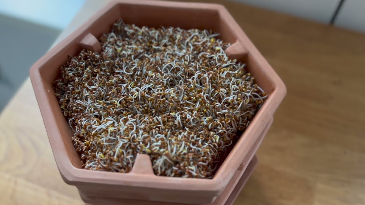 Terracotta Sprouter | Seedor - Plant aesthetic store