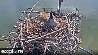 Osprey & Canada Goose | Rogers Place Nest Camera powered by Explore.org