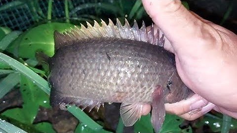 Bắt cá rô đồng sau cơn mưa lớn cá lên thấy ham || Đất Long An || fishing