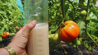 The Truth About Using Yeast in the Garden as a Fertilizer!