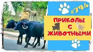 Приколы про Животные 😹 Приколы с Животными 😁 Funny Animals 🙈 Funny Animals Compilation