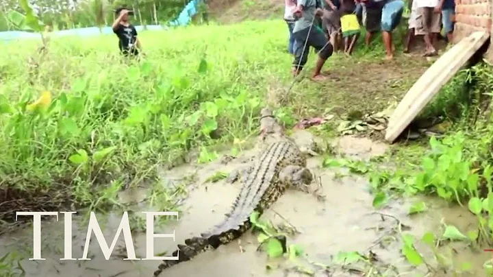 Hundreds Of Crocodiles Slaughtered In Retaliation For Attack On A Villager In Indonesia | TIME - DayDayNews