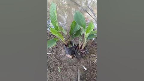 🎀Cây Thuốc Quý🎀...Cây (ngải đen.)...ngăn ngừa ung thư..tại biến...!