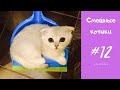 Смешные и милые КОТЫ, КОТИКИ, КОТЯТА #12 |Funny animals