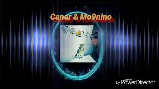 Mejor Canto Jilguero Limpio 2019