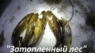 ЗАТОПЛЕННЫЙ ЛЕС - 