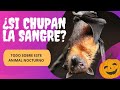 ¿Los murciélagos podrían chuparte la sangre?