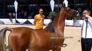 الحصان العربي الأصيل | أعظم فحول الإنتاج في الخيل العربي المصري | Best straight Egyptian sires