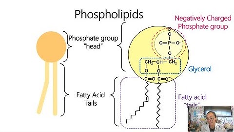 Plasma Membrane AP Biology Topic 2.3 (Updated 2025)