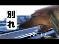 ママとの今生の別れ...[ダックスフンド#Shorts