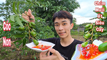 Cùng Đức Hoàng Vlogs Ăn Cóc Non Chấm Muối Ớt Siêu Cay Tại Cây | Đức Sơn Vlogs