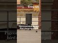 Barcelona is putting pigeons on the pill