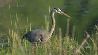 With stealth and patience, a North American Great blue Heron hunts on a northern USA Beaver pond