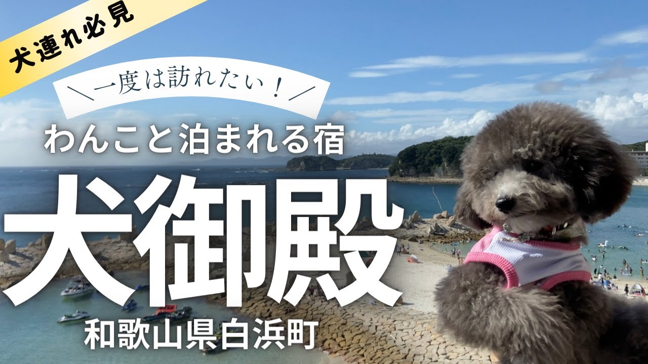 犬と一緒に泊まれる宿 Torteと人気の犬御殿 に宿泊してみた In和歌山白浜 トイプードルのtorte Channel Youtube