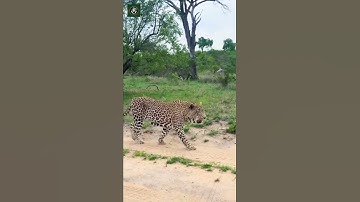 Great Leopard Walking Downhill - By andrewlphotography (Ig)