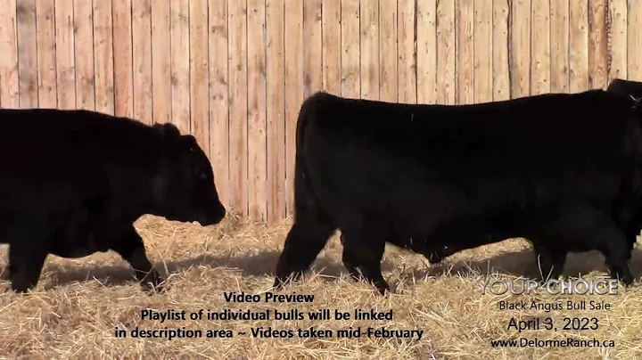 2023 Your Choice Bull Sale Pens