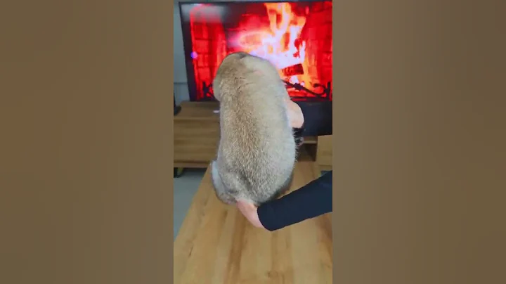 Video 708481: longhair british cat sound, british shorthair cattery, british shorthair golden, british cat baby