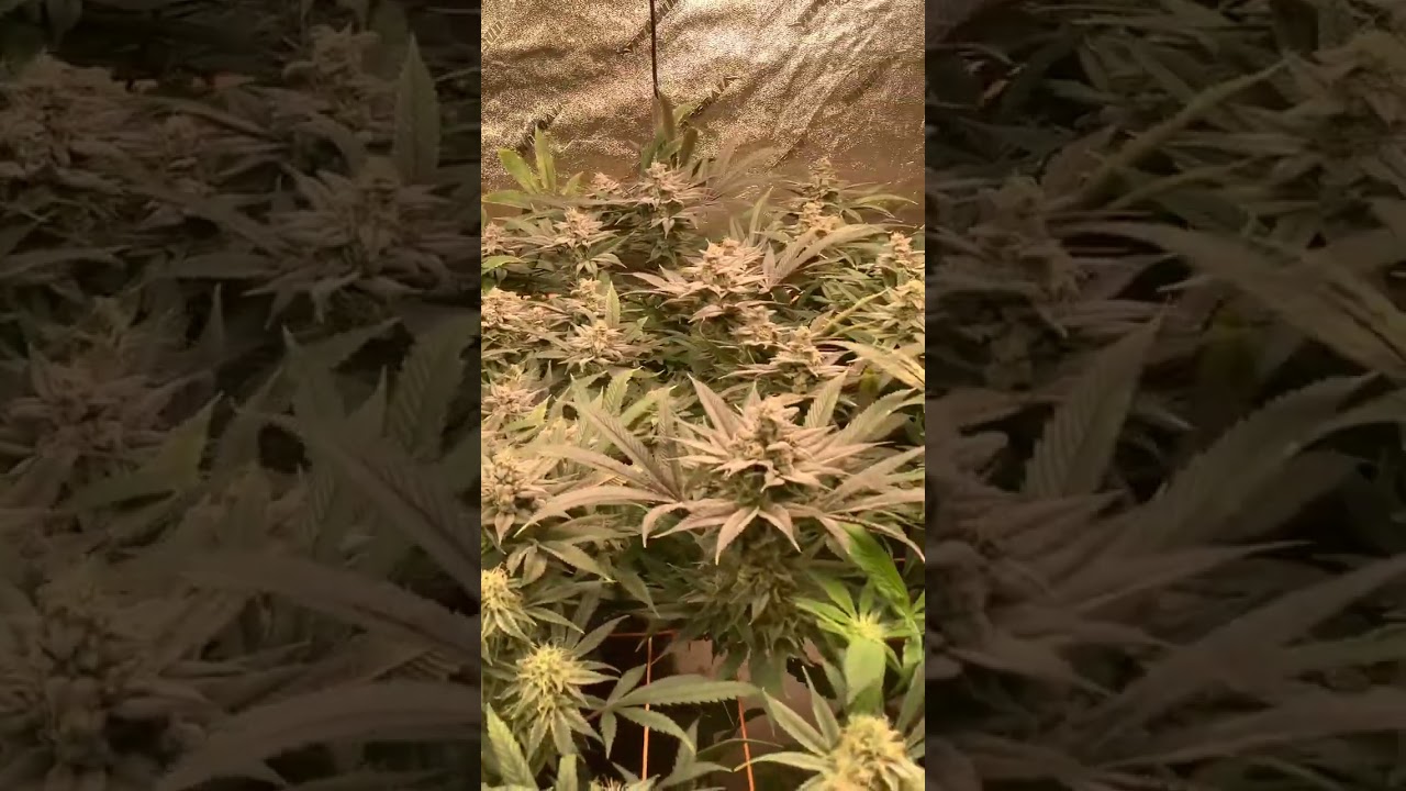 Week 7 Flower First grow.