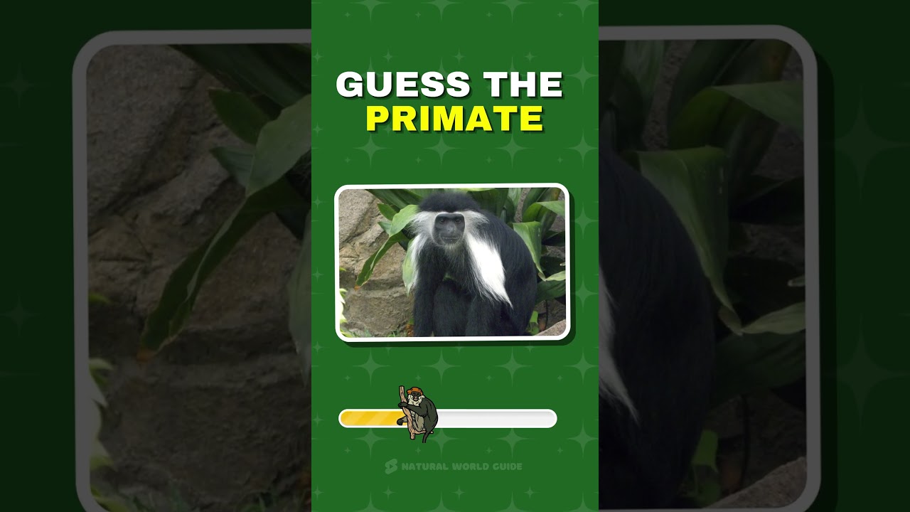 Guess the Primate Quiz 11 