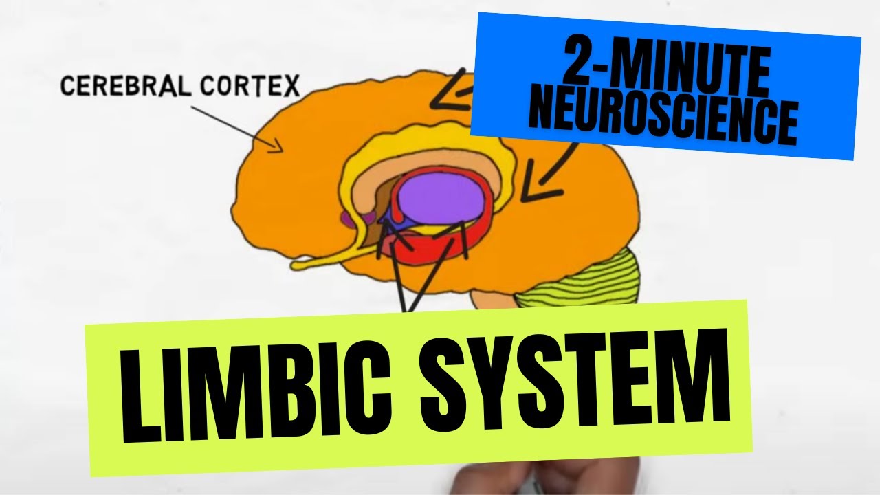 2-Minute Neuroscience: Amygdala - YouTube