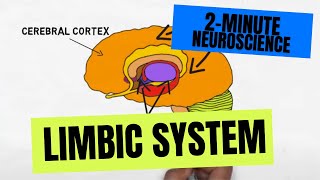2Minute Neuroscience: Limbic System