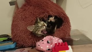 Cute CAT wakes up yawning and stretching - Funny Pet moments part 10 by I_am_ cat 52 views 1 year ago 1 minute, 21 seconds