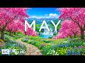 Spring in May 4K 🌸 Peak Flower Season, Warm Breeze and Endless Blooming Meadows of Color