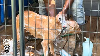 Brickhouse Performance: Flea & Tick Maintenance & A Look at some McNabb Dogs