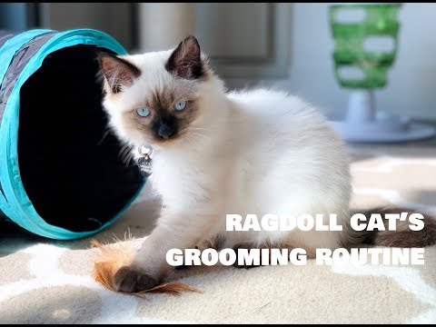 ragdoll cat grooming