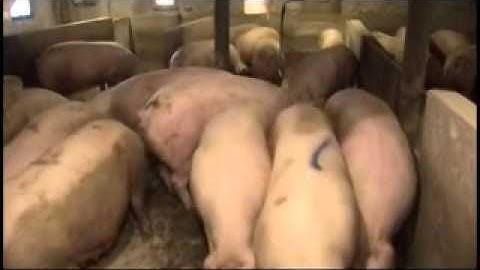 Making the Switch to Group Housing_part3