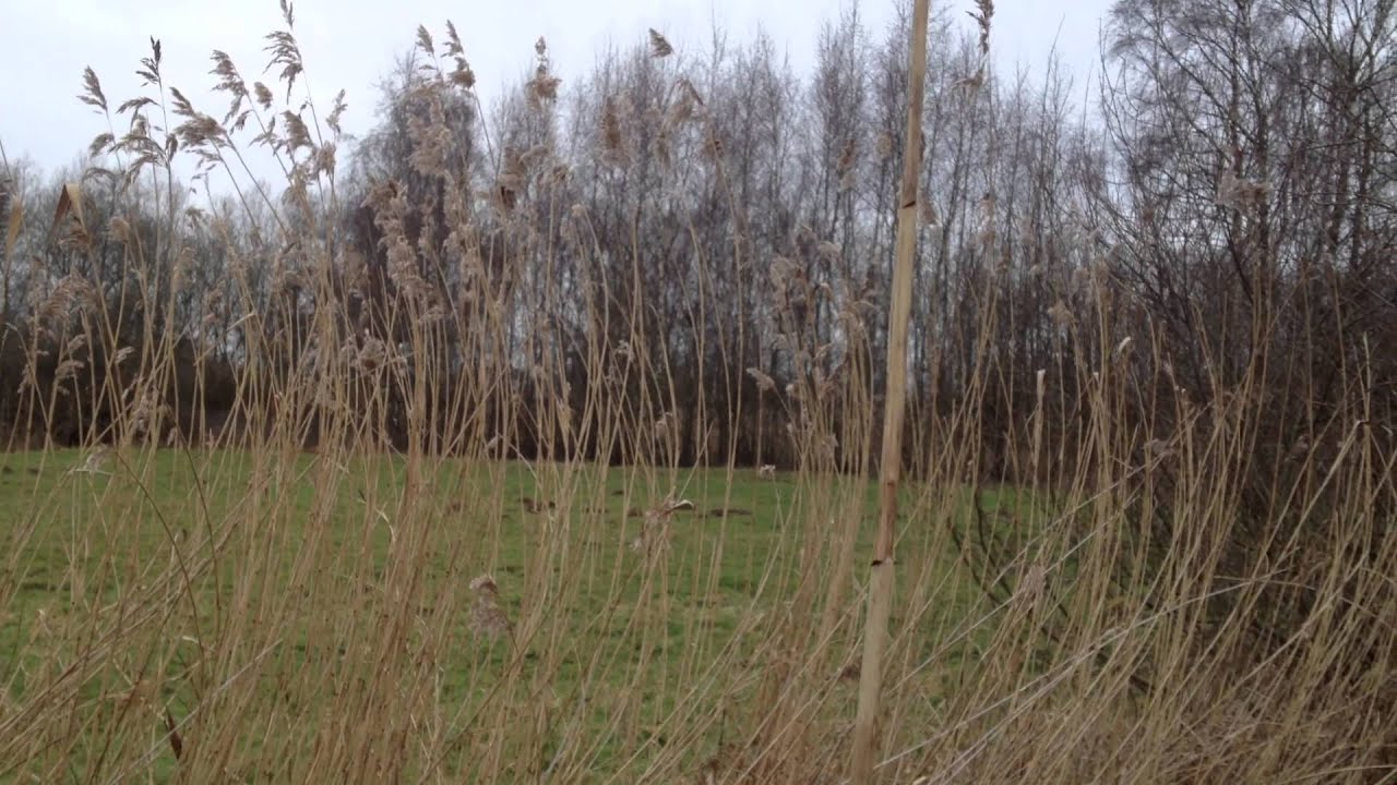 Zeearend Raamdal Escharen jagend