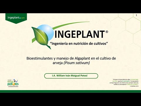 Video: ¿Cuál es el rasgo característico del androceo del pisum sativum?