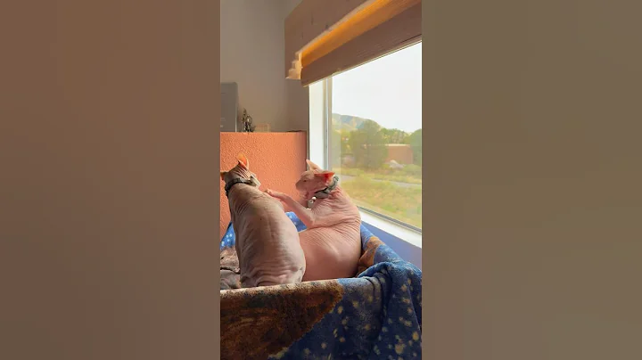 Watch the video about Sphynx Cats Battle for the Best Bird Watching Seat! 😼😼 | Nova & Scout