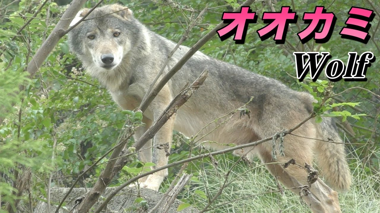 狼 オオカミの生態 世界に生息するタイリクオオカミ Wolf Youtube