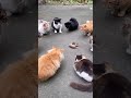¿Qué rencor tan profundo podrían guardar estas dos ratas?