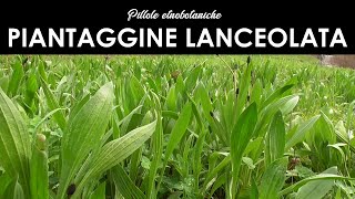 PILLOLE ETNOBOTANICHE - La piantaggine lanceolata