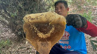 โพดโพรังมิ่มหรือผึ้งแมลงวันสี่รังอยู่ติดๆกันเลยมีแต่รังใหญ่ๆน้ำหวานจุกๆหมานเกินคาด