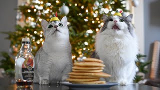 Munchkin Cats Celebrating Christmas in the Cutest Way by Katie and Frankie 7,690 views 4 years ago 2 minutes, 1 second