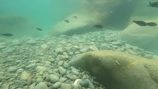 Подводный мир у берега Медведь-горы (г.Аю-Даг)🏔🏝🙂 Партенит. Алушта. Крым 🙂