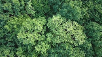 Free Backlink Report