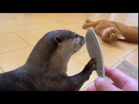 ??????? ????????????????????  Otter and cat stroked with a rice scoop