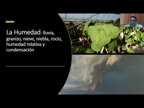 Video: Prevención de los daños causados por el viento: tratamiento de los daños causados por el viento a las plantas y los árboles