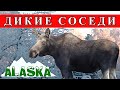 Удивительная АЛЯСКА 2026 😍 ЛОСЬ зимой ❄ Анкоридж
