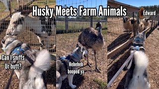 Cute Husky Meets Farm Animals