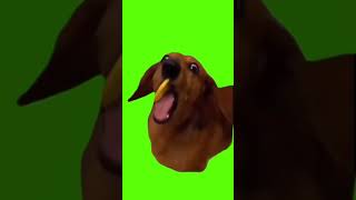 dog eating lemon meme Green Screen