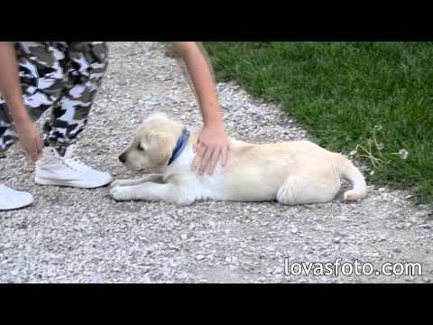 Videó: Hogyan Lehet Lemosni Egy Labrador Retrieveret