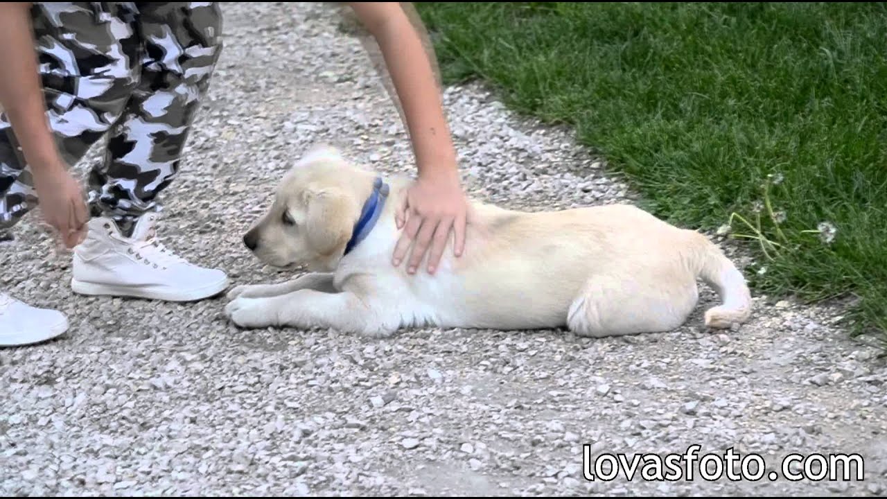 féreghajtó gyógyszerek a labrador számára tapaszok a méregtelenítő felülvizsgálatokhoz